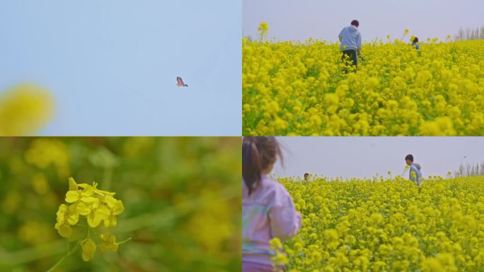 油菜花 春天 风筝儿童游玩 田野