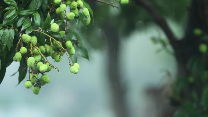 雨落在荔枝树上