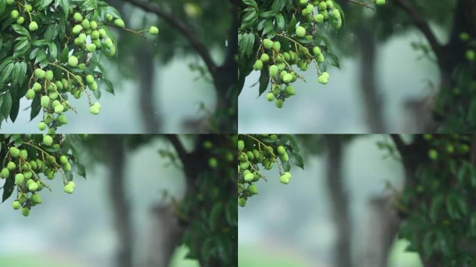 雨落在荔枝树上