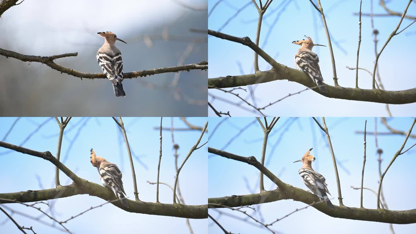 大自然野生鸟类戴胜鸟