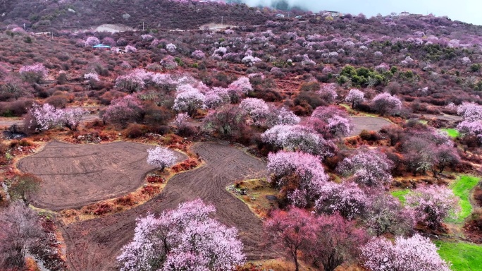 西藏林芝桃花