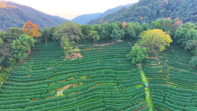 唯美杭州西湖龙井茶文化景区航拍茶园地茶叶