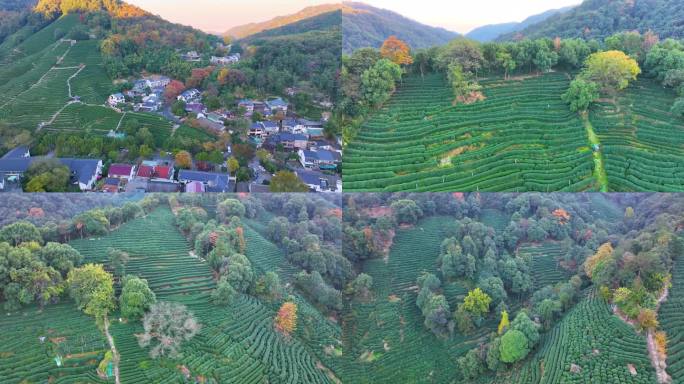 唯美杭州西湖龙井茶文化景区航拍茶园地茶叶