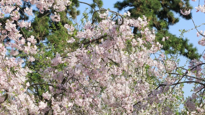 阳光下美丽的垂枝樱樱花开放
