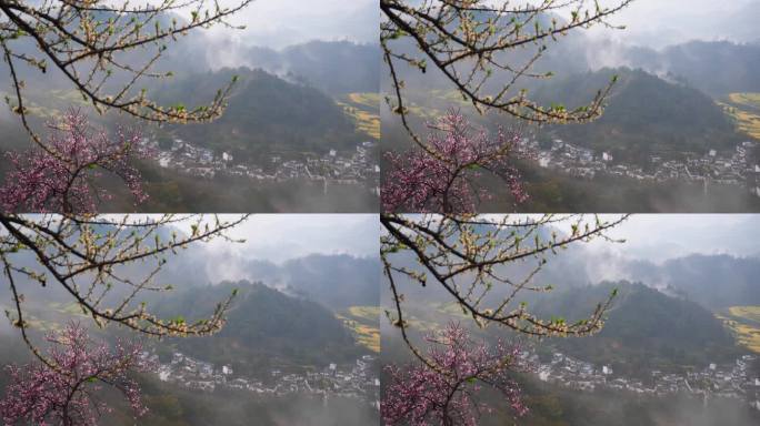 雨滴 桃花 特写 烟雨皖南 晨雾 烟雨