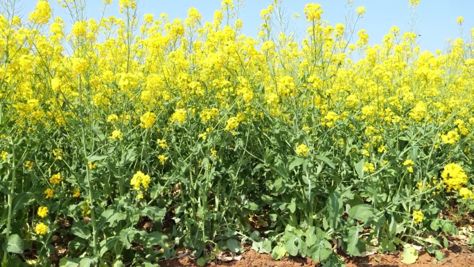 油菜花 菜籽油 油菜籽