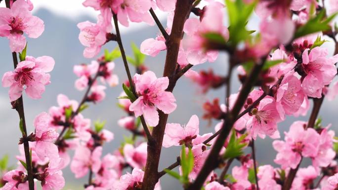 雨滴 桃花 特写 烟雨皖南 晨雾 烟雨