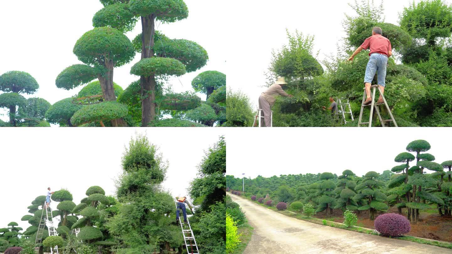 对节白蜡 盆景之王 植物活化石