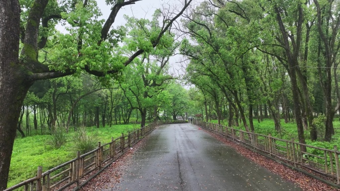 大自然森林天然氧吧绿野仙踪永嘉溪滨公园