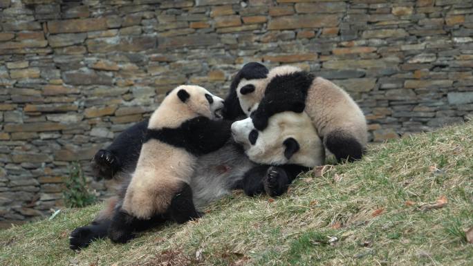 熊猫大熊猫蕊蕊双胞胎玩耍