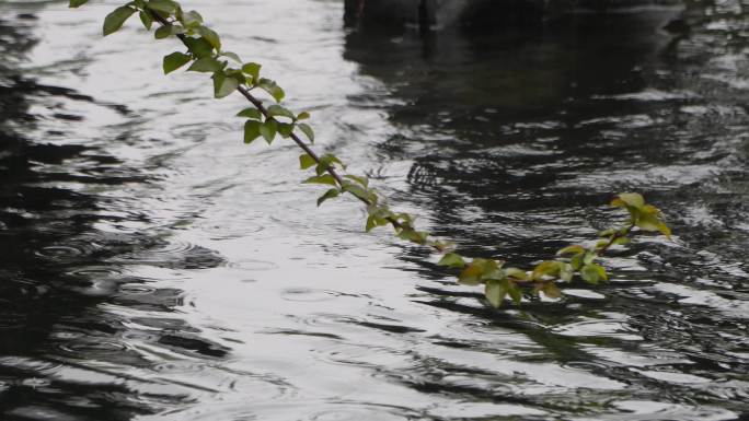 春雨  雨滴