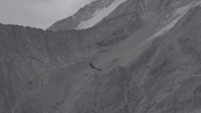 老鹰 鸟 自由翱翔 雪山之间 运动 飞行