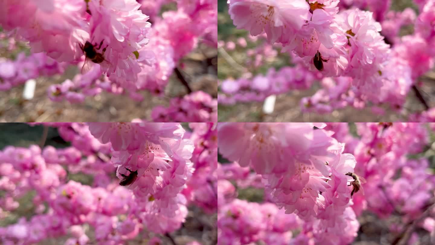 春暖花开蜜蜂在粉色红梅花朵上采蜜慢樱花