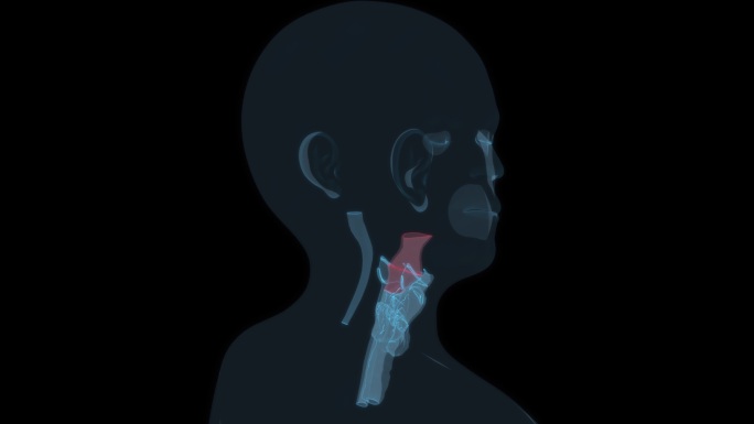 咽 咽喉喉咙喉嗓子喉头头耳鼻喉科五官科9
