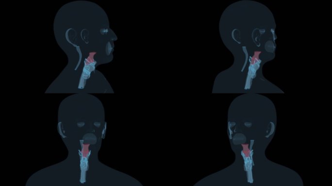 咽 咽喉喉咙喉嗓子喉头头耳鼻喉科五官科9