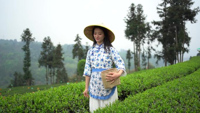 茶叶采茶茶园洪雅蒙顶山