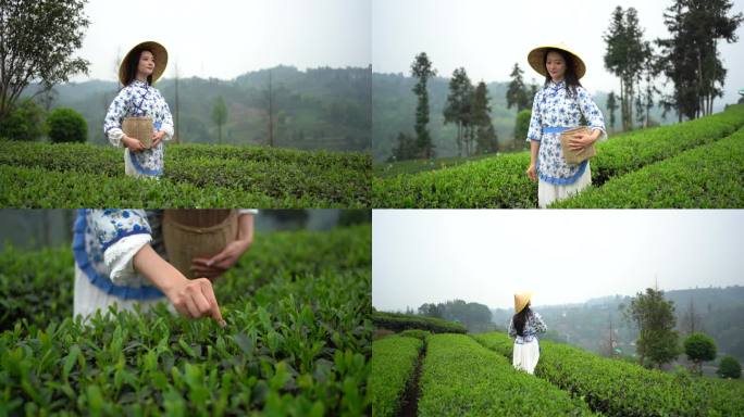 茶叶采茶茶园洪雅蒙顶山