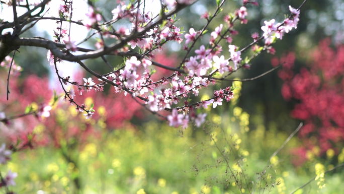 空镜 春季阳光明媚绽放的桃花