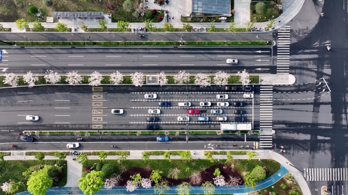 俯拍杭州未来科技城文一西路樱花大道