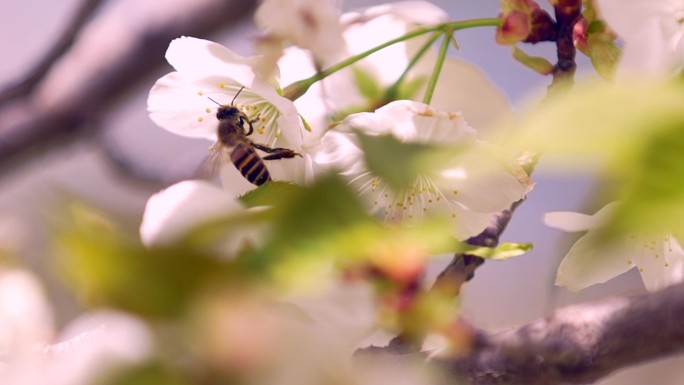 桃花盛开 桃花开  蜜蜂采蜜  蜜蜂特写