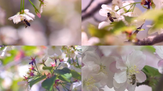 桃花盛开 桃花开  蜜蜂采蜜  蜜蜂特写