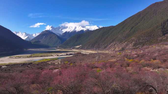 4K航拍西藏林芝雅鲁藏布江大峡谷桃花12