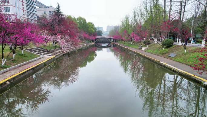 三峡大学 樱花盛开 粉色春天 春暖花开