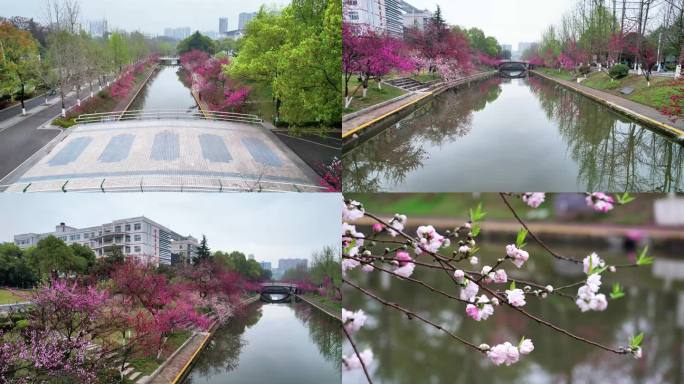 三峡大学 樱花盛开 粉色春天 春暖花开