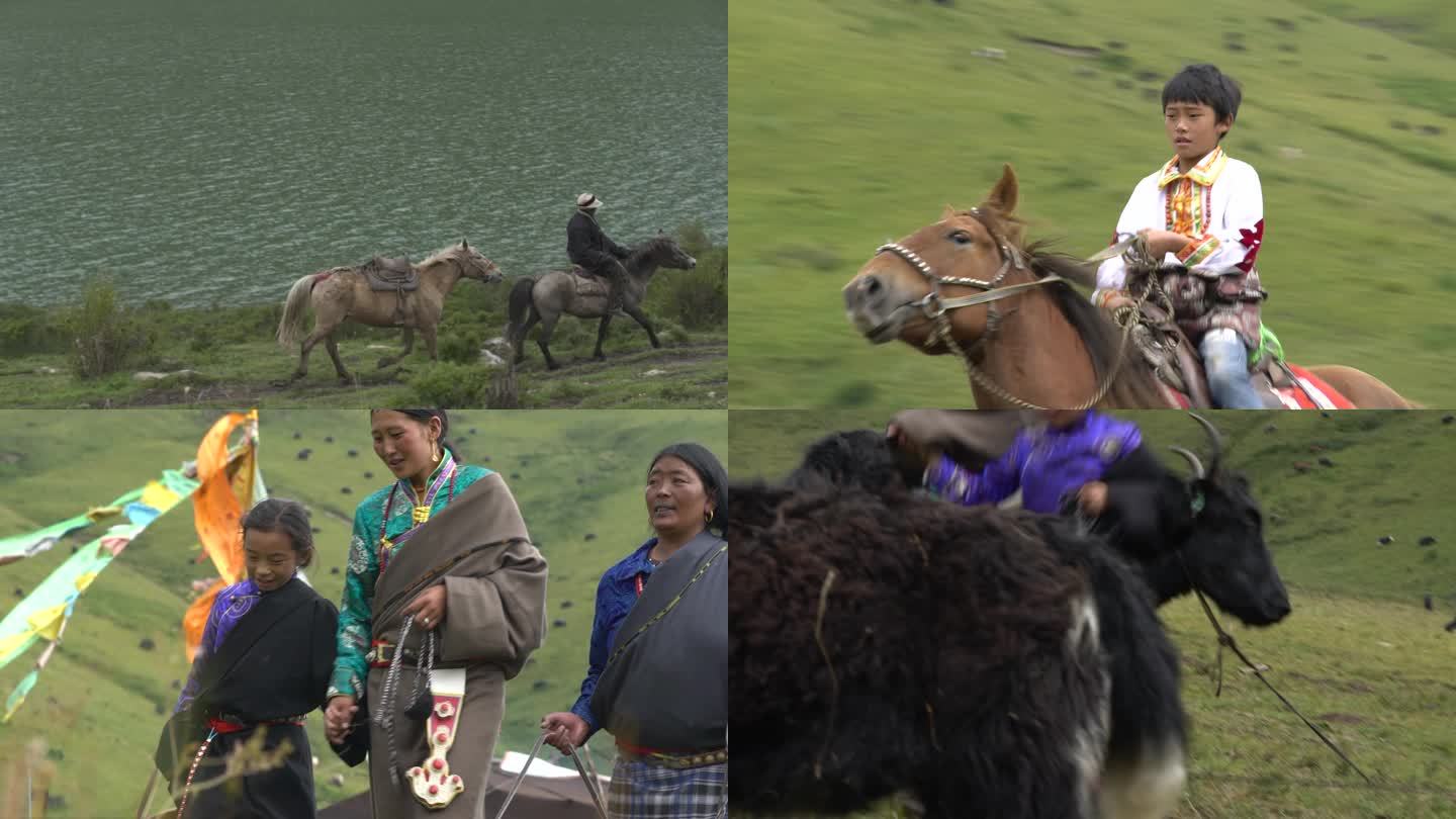 游牧帐篷 牧民放牧 牧民生活 挤奶 藏族