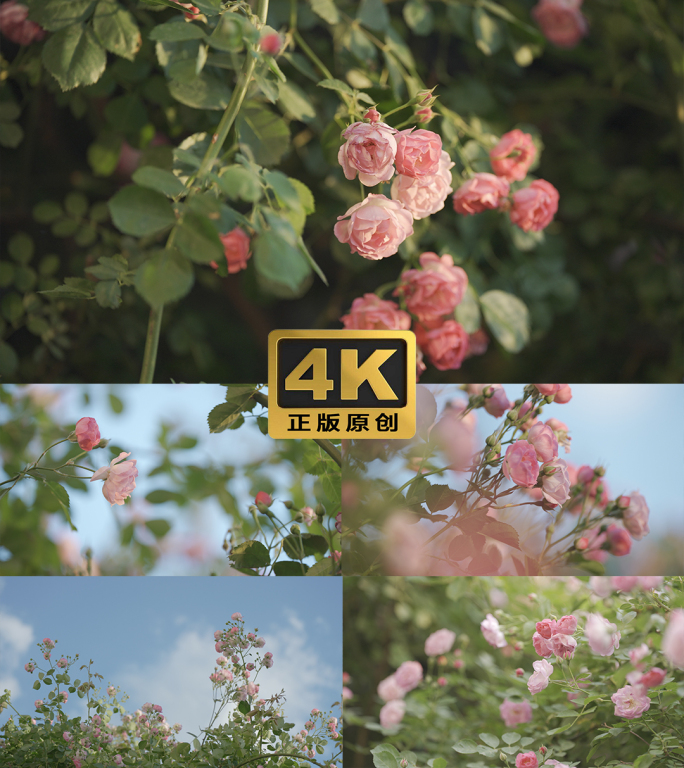 4K50帧 唯美蔷薇花开