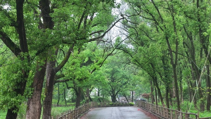 大自然森林天然氧吧绿野仙踪永嘉溪滨公园