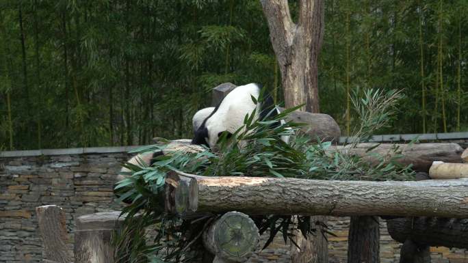 熊猫大熊猫蕊蕊和它的双胞胎孩子在玩耍