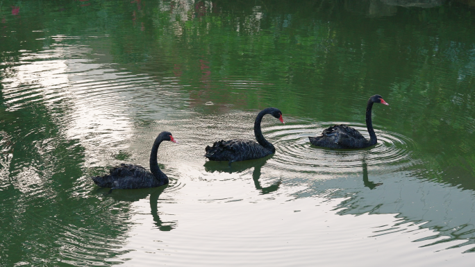 黑天鹅结队在湖中游弋东屿岛天鹅湖