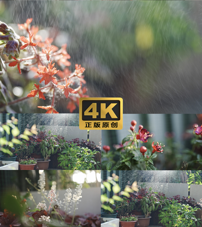 4K50帧清晨斑驳光影花朵喷壶浇花