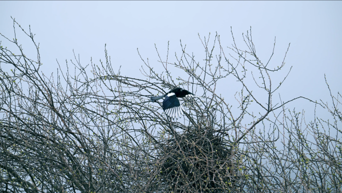 树枝上的喜鹊觅食归巢