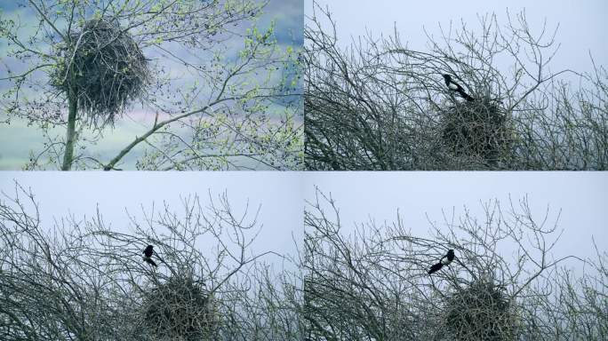 树枝上的喜鹊觅食归巢