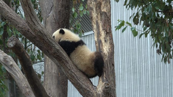 熊猫苏琳双胞胎爬树嬉戏玩耍