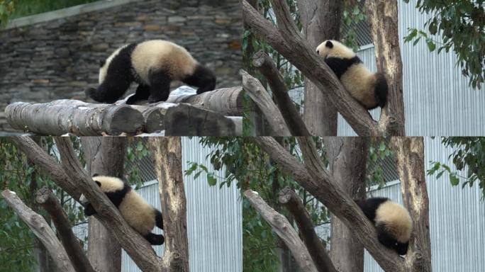 熊猫苏琳双胞胎爬树嬉戏玩耍