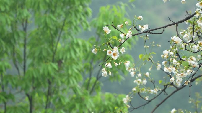 油桐花