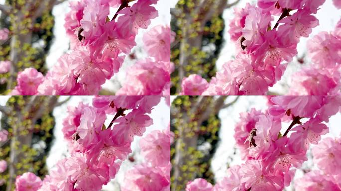 春暖花开蜜蜂在粉色红梅花朵上采蜜慢樱花