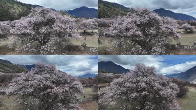 林芝桃花节