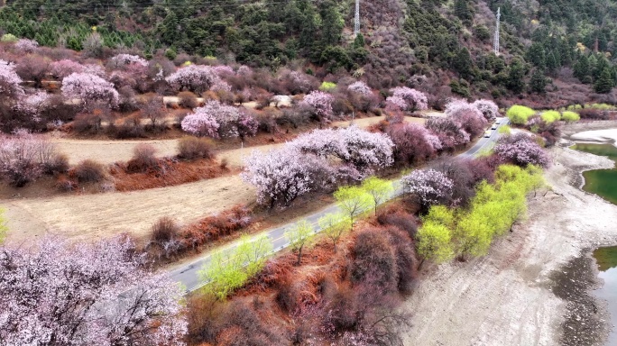 西藏林芝桃花