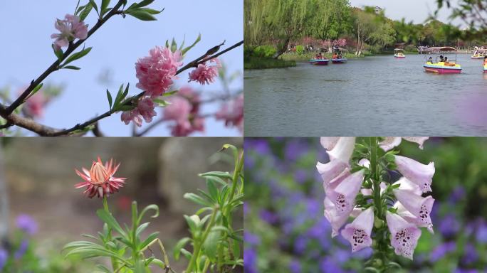 春天圩墩公园湖边梅花花朵特写视频素材