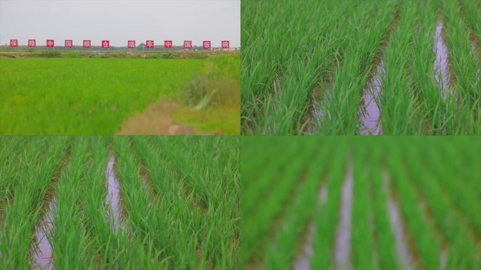 绿色水稻空画面素材春耕2