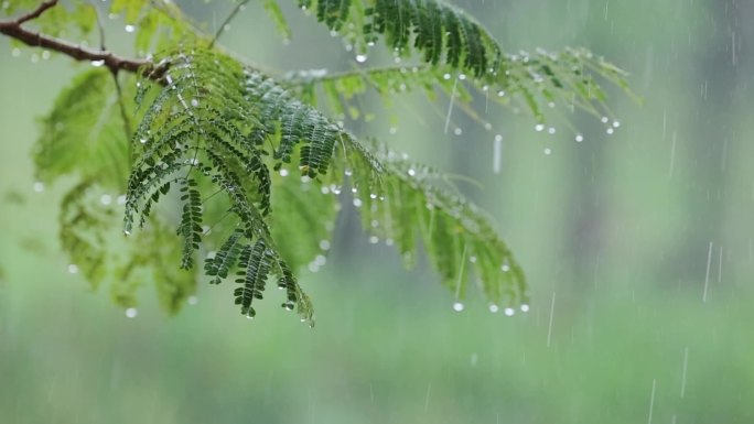 清明小雨打绿叶慢动作