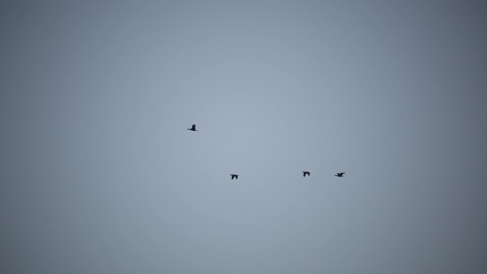 空中飞翔的鸟群  飞翔 野生动物 大自然