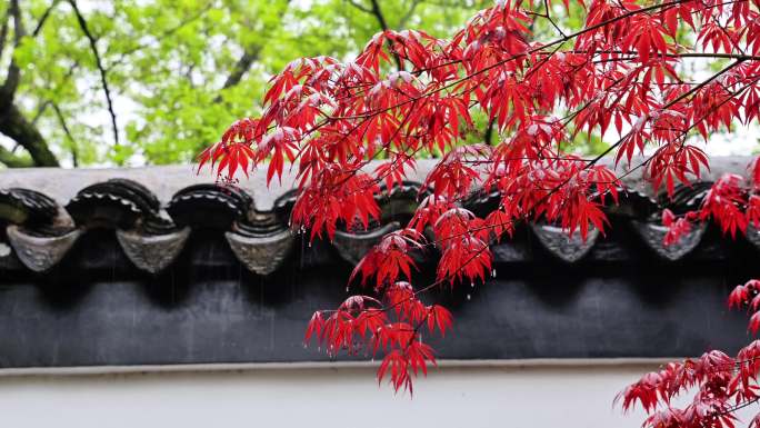 清明 雨滴 春天 禅意 江南古镇 瓦片