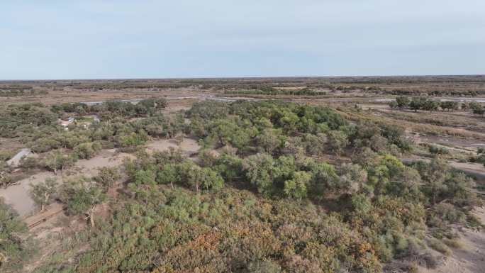 植树造林抗沙胡杨