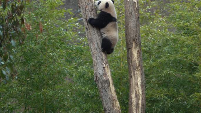 熊猫蕊蕊仔爬树
