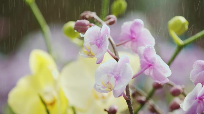 花卉 鲜花基地 鲜花 花卉种植 花卉管理